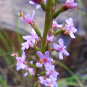 Stylidium graminifolium at Acton, ACT - 7 Oct 2020