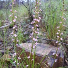 Stylidium graminifolium at Acton, ACT - 7 Oct 2020 08:13 AM