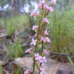 Stylidium graminifolium at Acton, ACT - 7 Oct 2020 08:13 AM