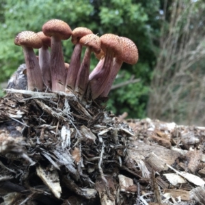 Gymnopilus dilepis at Dignams Creek, NSW - 9 Sep 2020