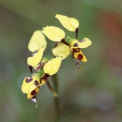 Diuris sulphurea (Tiger orchid) at Dignams Creek, NSW - 6 Oct 2020 by Maggie1