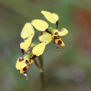 Diuris sulphurea at Dignams Creek, NSW - suppressed