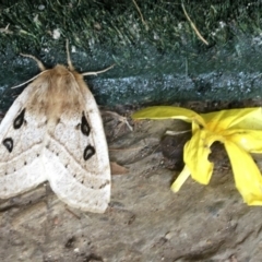 Anthela ocellata (Eyespot Anthelid moth) at Dignams Creek, NSW - 20 Sep 2020 by Maggie1