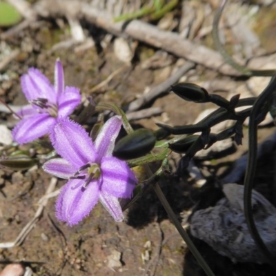 Thysanotus patersonii (Twining Fringe Lily) at Yass River, NSW - 4 Oct 2020 by SenexRugosus