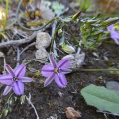 Thysanotus patersonii at Yass River, NSW - 4 Oct 2020