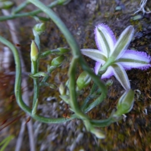 Thysanotus patersonii at Yass River, NSW - 4 Oct 2020