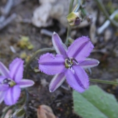 Thysanotus patersonii at Yass River, NSW - 4 Oct 2020