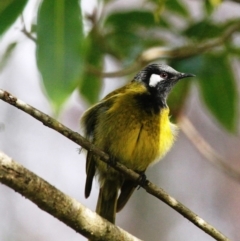 Nesoptilotis leucotis (White-eared Honeyeater) at Yowrie, NSW - 24 Jun 2020 by Maggie1