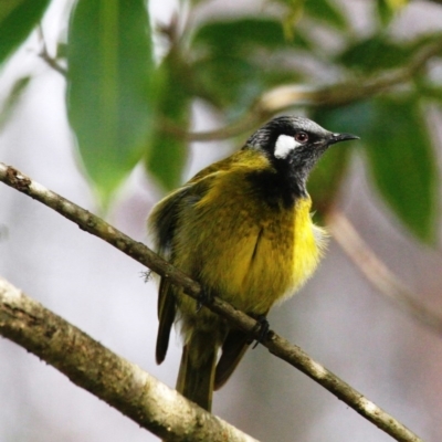 Nesoptilotis leucotis (White-eared Honeyeater) at Wandella State Forest - 24 Jun 2020 by Maggie1