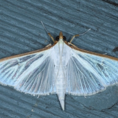 Palpita margaritacea (Pearl Moth) at Lilli Pilli, NSW - 6 Oct 2020 by jbromilow50