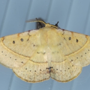 Anthela acuta at Lilli Pilli, NSW - 6 Oct 2020