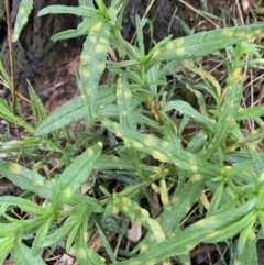 Rust fungus at Black Range, NSW - 7 Oct 2020 by StephH