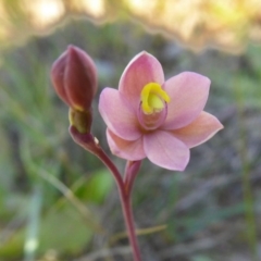 Thelymitra carnea (Tiny Sun Orchid) at Yass River, NSW - 4 Oct 2020 by SenexRugosus