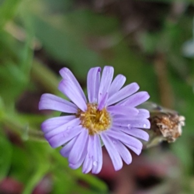 Vittadinia muelleri (Narrow-leafed New Holland Daisy) at Palmerston, ACT - 7 Oct 2020 by trevorpreston