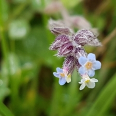 Myosotis discolor (Forget-me-not) at Palmerston, ACT - 7 Oct 2020 by trevorpreston