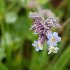 Myosotis discolor (Forget-me-not) at Palmerston, ACT - 7 Oct 2020 by tpreston