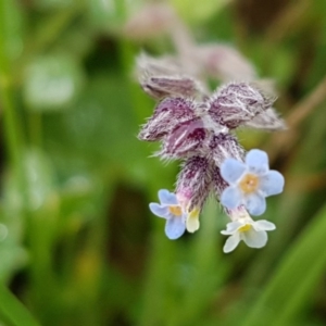 Myosotis discolor at Palmerston, ACT - 7 Oct 2020