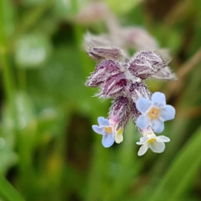 Myosotis discolor (Forget-me-not) at Palmerston, ACT - 7 Oct 2020 by trevorpreston