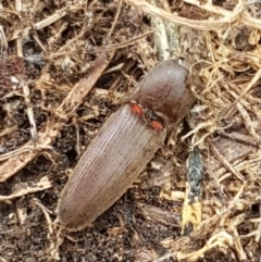 Conoderus sp. (genus) (Click beetle) at Gungahlin, ACT - 7 Oct 2020 by tpreston
