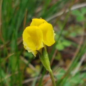 Goodenia pinnatifida at Franklin, ACT - 7 Oct 2020