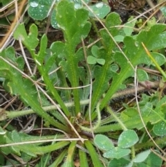 Goodenia pinnatifida at Franklin, ACT - 7 Oct 2020