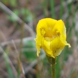 Goodenia pinnatifida at Franklin, ACT - 7 Oct 2020