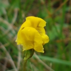 Goodenia pinnatifida at Franklin, ACT - 7 Oct 2020