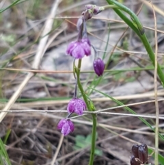 Arthropodium minus (Small Vanilla Lily) at Franklin, ACT - 7 Oct 2020 by trevorpreston