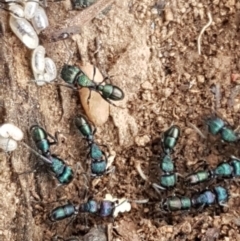 Rhytidoponera metallica (Greenhead ant) at Franklin, ACT - 7 Oct 2020 by trevorpreston