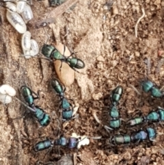 Rhytidoponera metallica (Greenhead ant) at Franklin, ACT - 7 Oct 2020 by tpreston