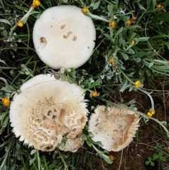 zz agaric (stem; gills white/cream) at Franklin, ACT - 7 Oct 2020 by trevorpreston