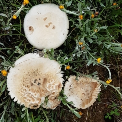 zz agaric (stem; gills white/cream) at Franklin, ACT - 7 Oct 2020 by trevorpreston