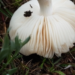 zz agaric (stem; gills white/cream) at Franklin, ACT - 7 Oct 2020