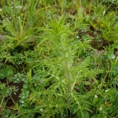 Carthamus lanatus (Saffron Thistle) at Mulanggari Grasslands - 7 Oct 2020 by tpreston