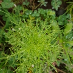 Carthamus lanatus at Mulanggari Grasslands - 7 Oct 2020