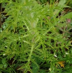 Carthamus lanatus at Mulanggari Grasslands - 7 Oct 2020