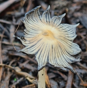 Coprinellus etc. at Molonglo Valley, ACT - 5 Oct 2020