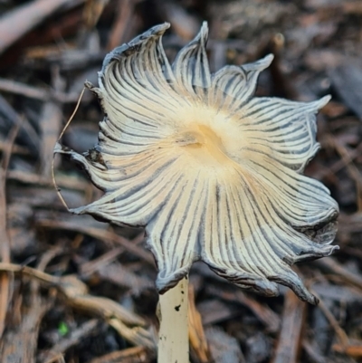 Coprinellus etc. (An Inkcap) at Molonglo Valley, ACT - 5 Oct 2020 by AaronClausen