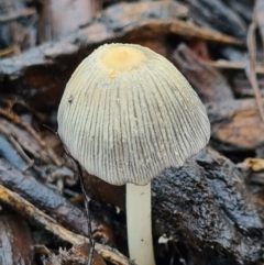 Coprinellus etc. at Molonglo Valley, ACT - 5 Oct 2020 10:47 AM