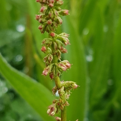 Rumex sp. (A Dock) at Palmerston, ACT - 7 Oct 2020 by tpreston