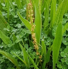 Rumex sp. at Palmerston, ACT - 7 Oct 2020