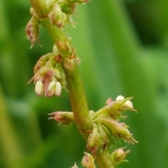 Rumex sp. at Palmerston, ACT - 7 Oct 2020