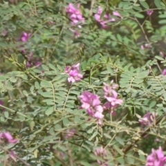 Indigofera australis subsp. australis (Australian Indigo) at Murrah State Forest - 30 Sep 2020 by JackieLambert