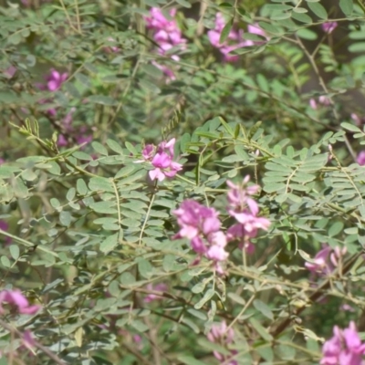 Indigofera australis subsp. australis (Australian Indigo) at Murrah Flora Reserve - 30 Sep 2020 by JackieLambert