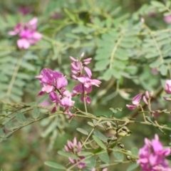 Indigofera australis subsp. australis at Murrah Flora Reserve - 30 Sep 2020