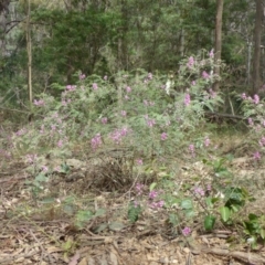 Indigofera australis subsp. australis at Murrah Flora Reserve - 30 Sep 2020