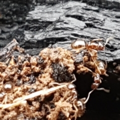 Papyrius nitidus (Shining Coconut Ant) at Mulanggari Grasslands - 7 Oct 2020 by tpreston