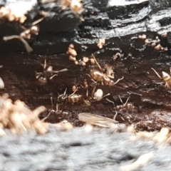 Papyrius nitidus at Palmerston, ACT - suppressed