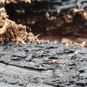 Papyrius nitidus at Palmerston, ACT - suppressed