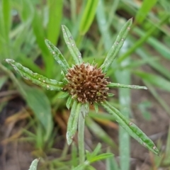 Euchiton involucratus (Star Cudweed) at Franklin, ACT - 7 Oct 2020 by trevorpreston